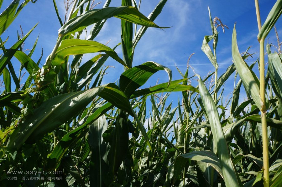 農業節水,如何用科技支撐? 農業節水,如何用科技支撐?